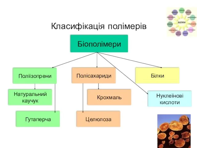 Класифікація полімерів Полісахариди Білки Крохмаль Целюлоза Натуральний каучук Гутаперча Нуклеїнові кислоти Біополімери Поліізопрени