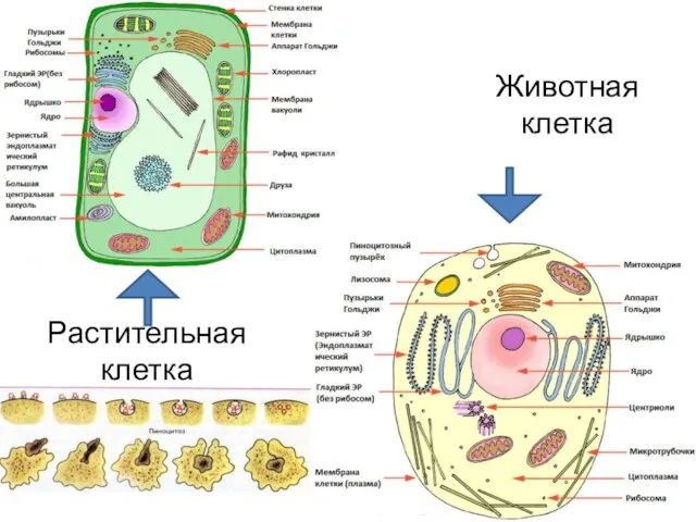 Животная клетка Растительная клетка