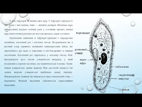 У всіх інфузорій не менше двох ядер. У інфузорії-туфельки їх