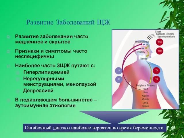 Развитие Заболеваний ЩЖ Развитие заболевания часто медленное и скрытое Признаки