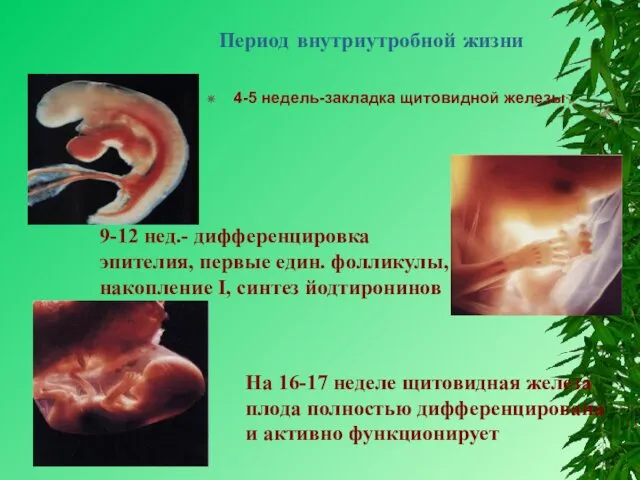Период внутриутробной жизни 4-5 недель-закладка щитовидной железы 9-12 нед.- дифференцировка