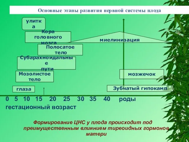 Основные этапы развития нервной системы плода 0 5 10 15