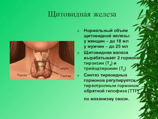 Щитовидная железа Нормальный объем щитовидной железы: у женщин – до