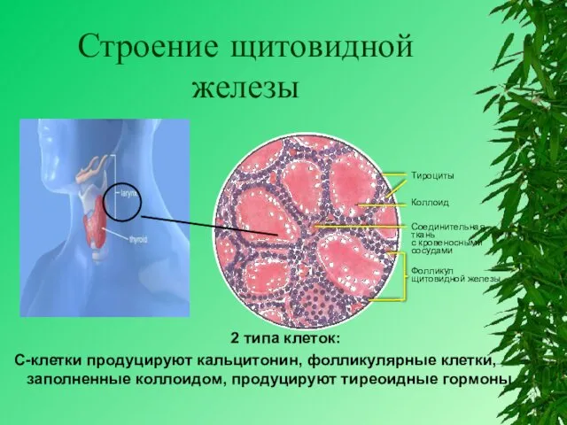 Строение щитовидной железы 2 типа клеток: С-клетки продуцируют кальцитонин, фолликулярные клетки, заполненные коллоидом, продуцируют тиреоидные гормоны