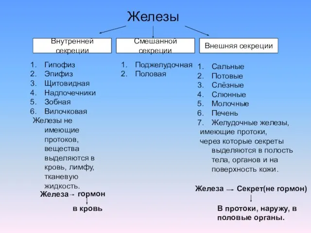 Железы Смешанной секреции Внутренней секреции Внешняя секреции Гипофиз Эпифиз Щитовидная