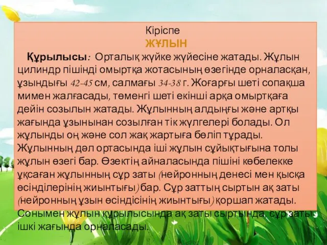 Кіріспе ЖҰЛЫН Құрылысы: Орталық жүйке жүйесіне жатады. Жұлын цилиндр пішінді