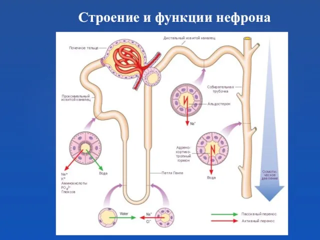 Строение и функции нефрона