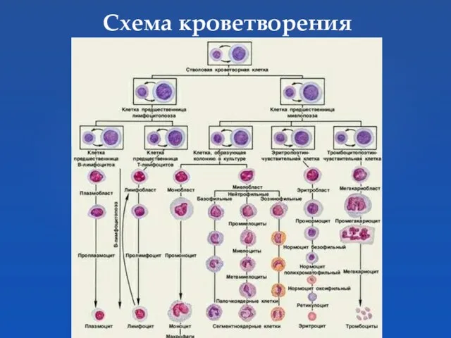 Схема кроветворения