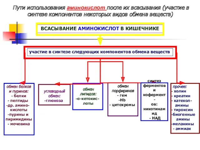 ВСАСЫВАНИЕ АМИНОКИСЛОТ В КИШЕЧНИКЕ Пути использования аминокислот после их всасывания