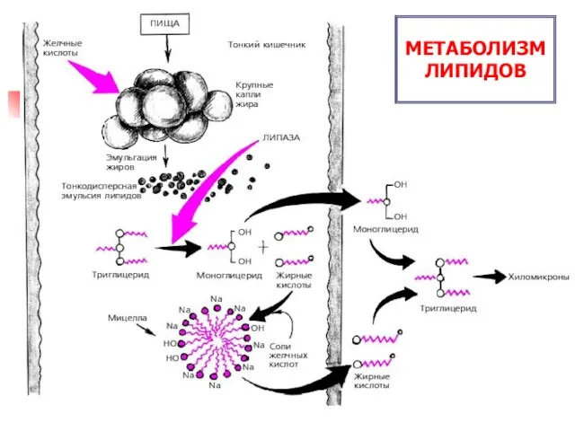 МЕТАБОЛИЗМ ЛИПИДОВ МЕТАБОЛИЗМ ЛИПИДОВ