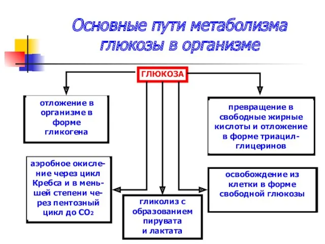 ГЛЮКОЗА отложение в организме в форме гликогена аэробное окисле- ние