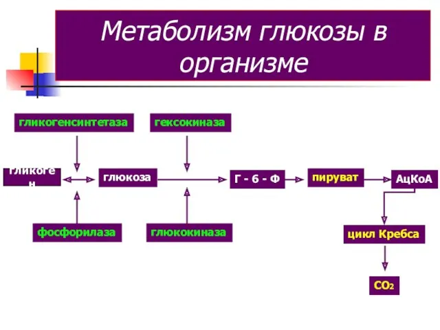 Метаболизм глюкозы в организме гликогенсинтетаза глюкоза гексокиназа глюкокиназа Г -