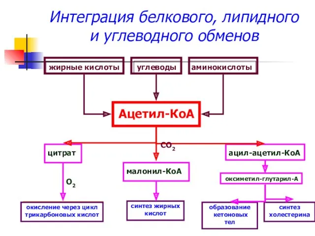 Интеграция белкового, липидного и углеводного обменов Ацетил-КоА жирные кислоты углеводы