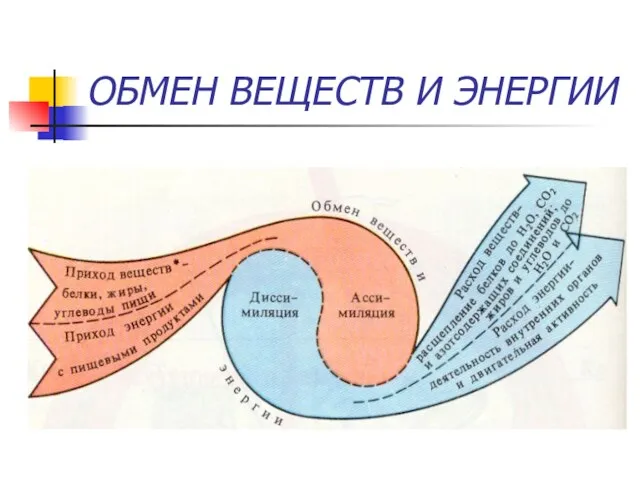 ОБМЕН ВЕЩЕСТВ И ЭНЕРГИИ