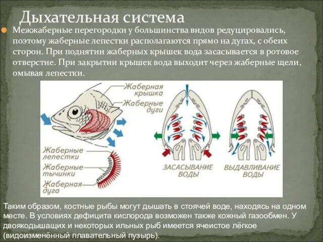 Межжаберные перегородки у большинства видов редуцировались, поэтому жаберные лепестки располагаются