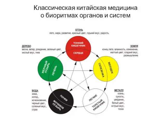 Классическая китайская медицина о биоритмах органов и систем