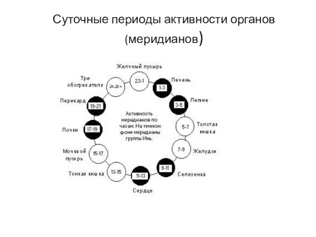 Суточные периоды активности органов (меридианов)