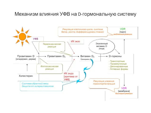 Механизм влияния УФВ на D-гормональную систему