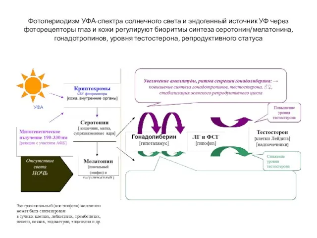 Фотопериодизм УФА-спектра солнечного света и эндогенный источник УФ через фоторецепторы глаз и кожи