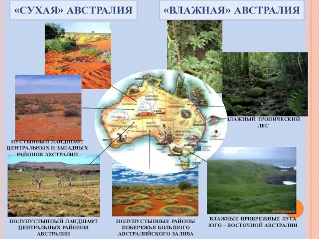 ВЛАЖНЫЙ ТРОПИЧЕСКИЙ ЛЕС ВЛАЖНЫЕ ПРИБРЕЖНЫЕ ЛУГА ЮГО – ВОСТОЧНОЙ АВСТРАЛИИ