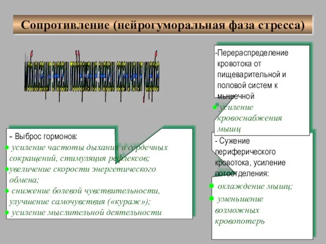 - Выброс гормонов: усиление частоты дыхания и сердечных сокращений, стимуляция