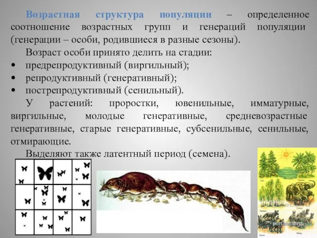 Возрастная структура популяции – определенное соотношение возрастных групп и генераций