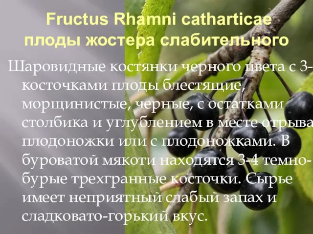Fructus Rhamni catharticae плоды жостера слабительного Шаровидные костянки черного цвета с 3-4 косточками