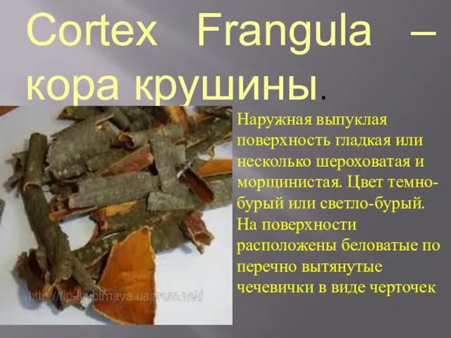 Cortex Frangula – кора крушины. Наружная выпуклая поверхность гладкая или несколько шероховатая и