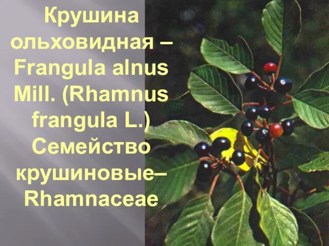 Крушина ольховидная – Frangula alnus Mill. (Rhamnus frangula L.) Семейство крушиновые– Rhamnaceae