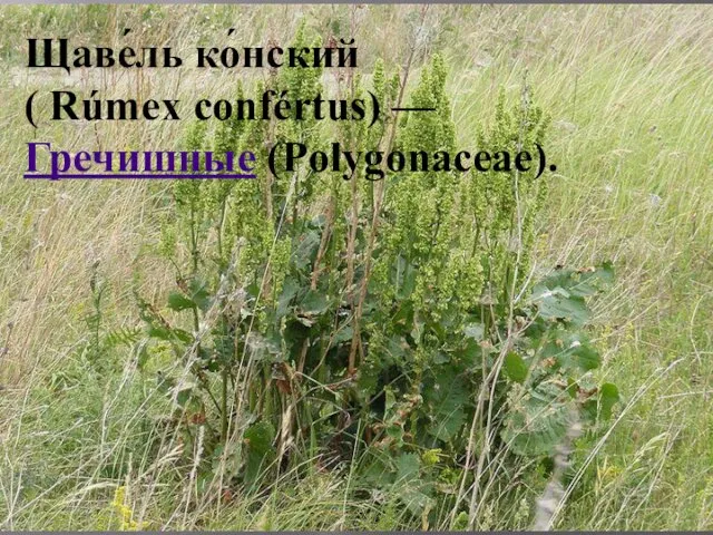 Щаве́ль ко́нский ( Rúmex confértus) — Гречишные (Polygonaceae).