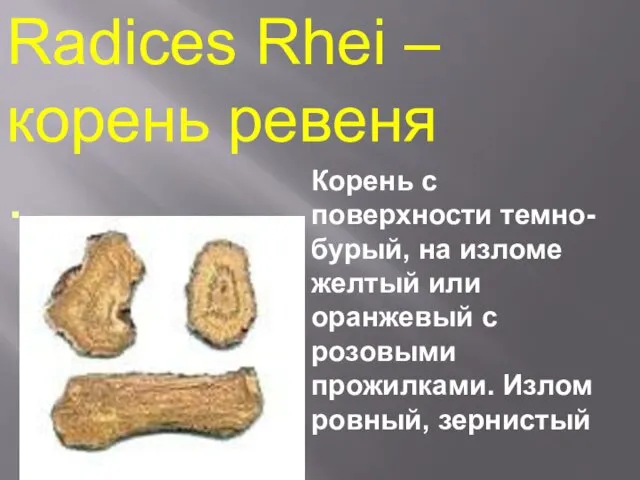 Radices Rhei – корень ревеня . Корень с поверхности темно-бурый, на изломе желтый
