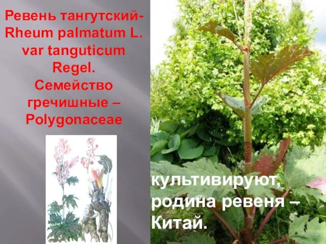 Ревень тангутский- Rheum palmatum L. var tanguticum Regel. Семейство гречишные – Polygonaceae культивируют,