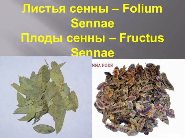 Листья сенны – Folium Sennae Плоды сенны – Fructus Sennae