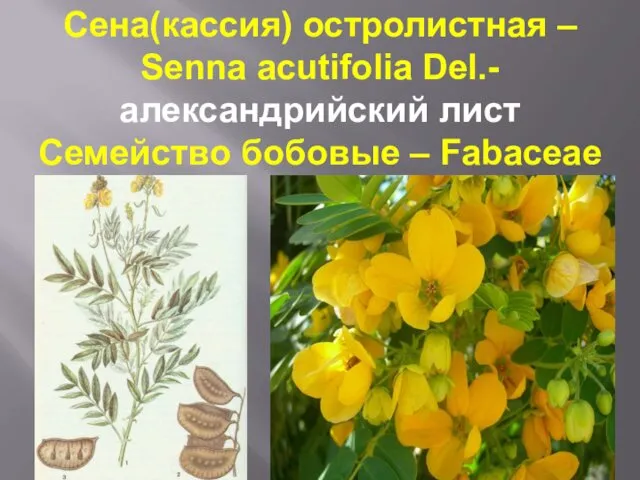 Сена(кассия) остролистная – Senna acutifolia Del.-александрийский лист Семейство бобовые – Fabaceae