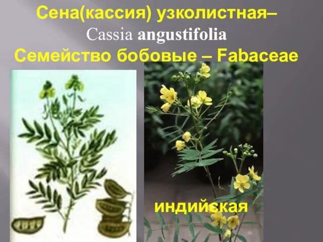 Сена(кассия) узколистная– Cassia angustifolia Семейство бобовые – Fabaceae индийская