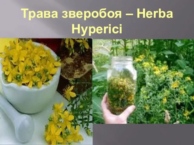 Трава зверобоя – Herba Hyperici