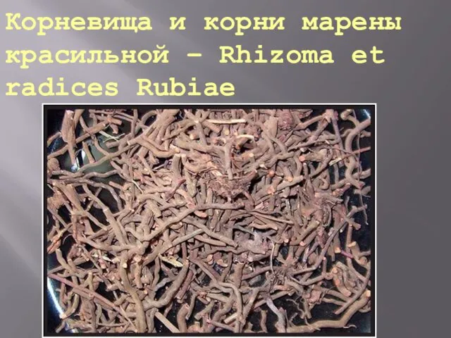 Корневища и корни марены красильной – Rhizoma et radices Rubiae