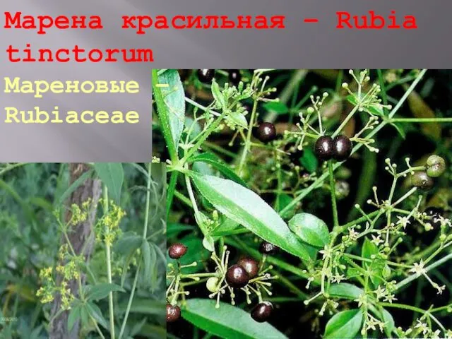 Марена красильная – Rubia tinctorum Мареновые – Rubiaceae