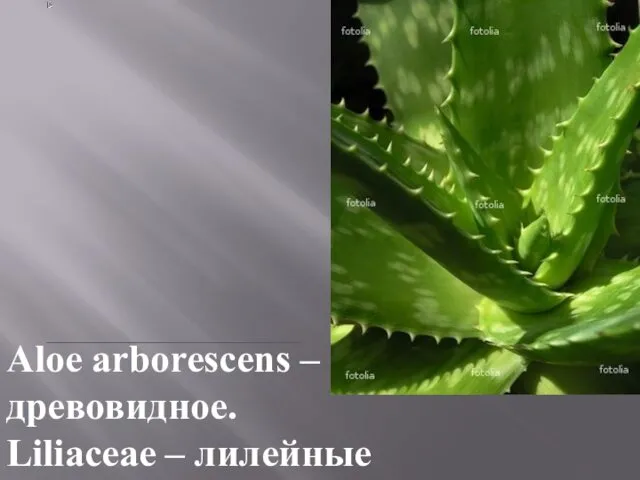 Aloe arborescens – алоэ древовидное. Liliaceae – лилейные