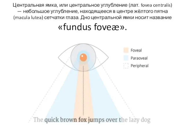 Центральная ямка, или центральное углубление (лат. fovea centralis) — небольшое