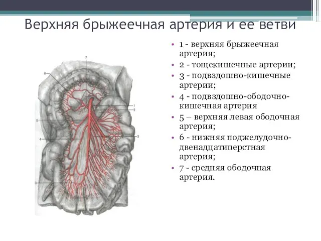 Верхняя брыжеечная артерия и ее ветви 1 - верхняя брыжеечная артерия; 2 -
