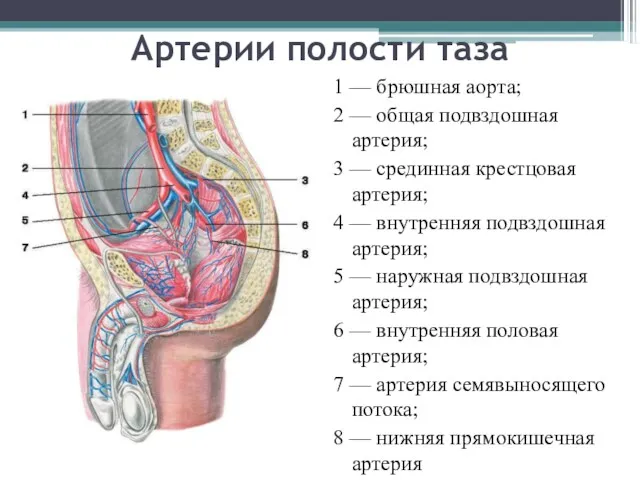 Артерии полости таза 1 — брюшная аорта; 2 — общая
