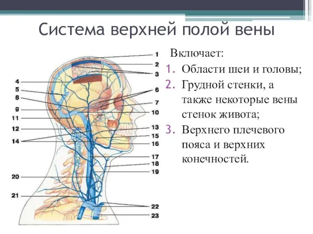 Система верхней полой вены Включает: Области шеи и головы; Грудной стенки, а также
