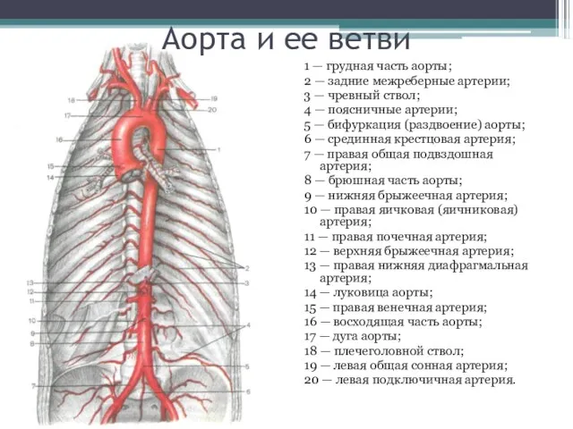 Аорта и ее ветви 1 — грудная часть аорты; 2