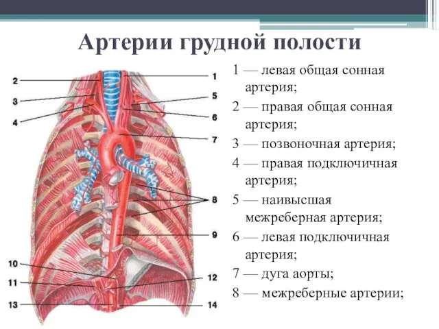 Артерии грудной полости 1 — левая общая сонная артерия; 2 — правая общая