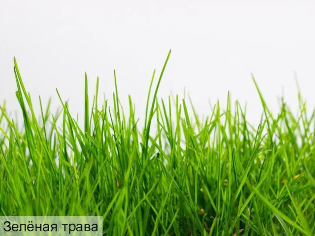 Зелёная трава