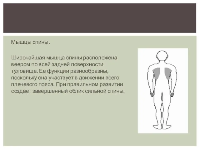 Мышцы спины. Широчайшая мышца спины расположена веером по всей задней