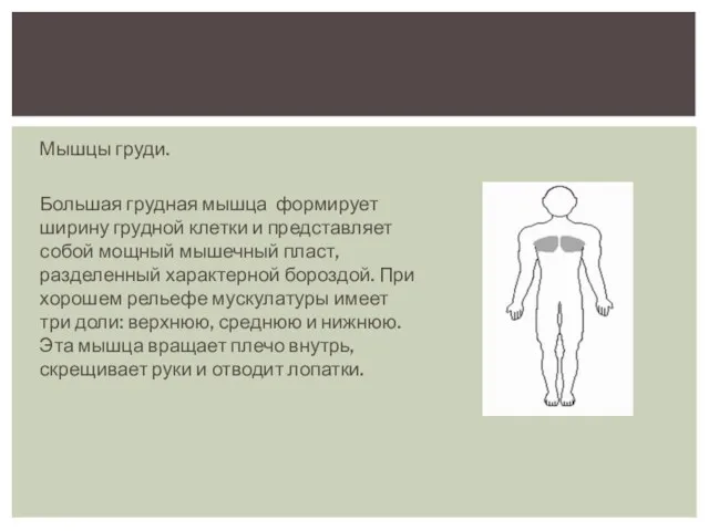 Мышцы груди. Большая грудная мышца формирует ширину грудной клетки и