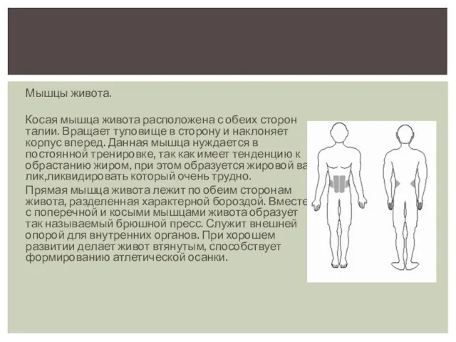 Мышцы живота. Косая мышца живота расположена с обеих сторон талии.