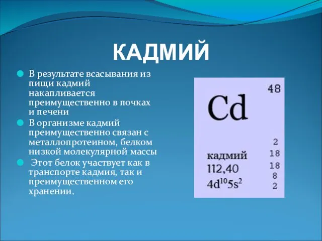 КАДМИЙ В результате всасывания из пищи кадмий накапливается преимущественно в